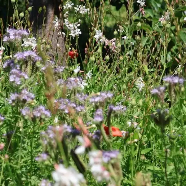 Blühwiese mit Phacelia und Gaura statt Rasen – Garten-Ideen aus Kärnten