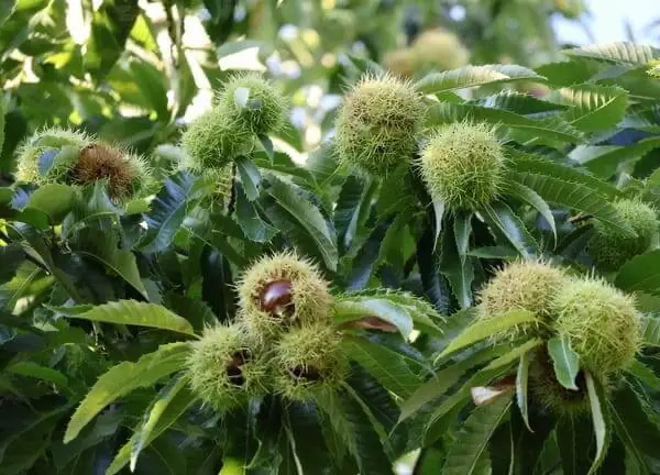 Stachelige Edelkastanien-Früchte im naturnahen Lebensraum Klagenfurt