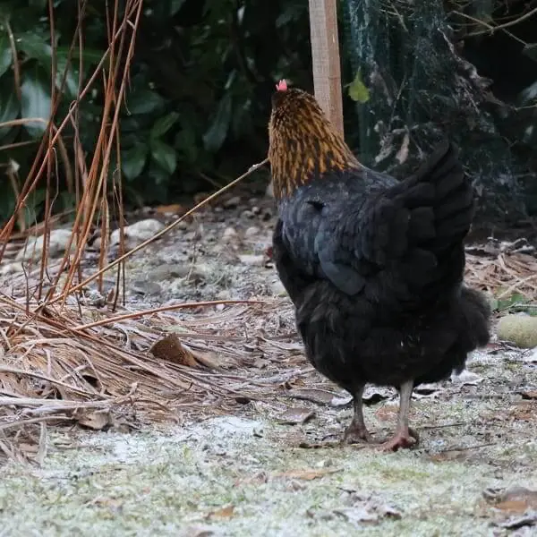 Schwarzes Marans-Huhn im Biogarten – Garten-Ideen mit Tieren
