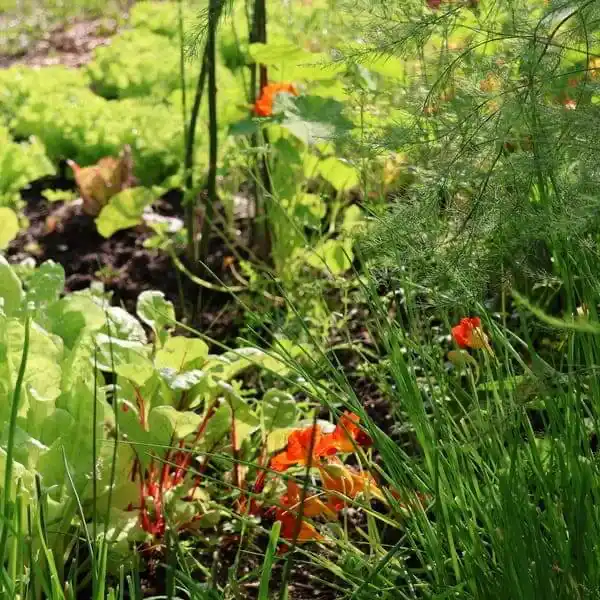 Mischkultur im Permakulturgarten Klagenfurt – Garten-Ideen für die Stadt