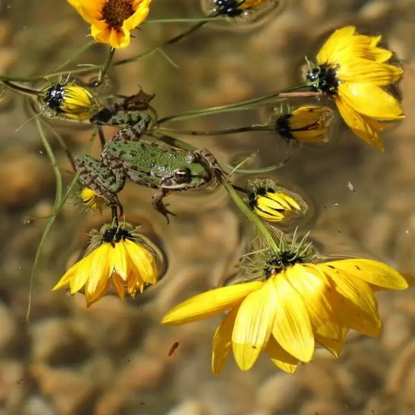 Teichfrosch auf gelben Helianthus-Blüten im naturnahen Schwimmteich