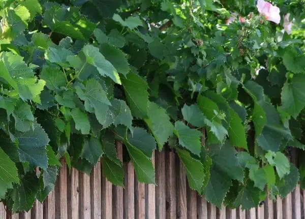 Weinreben mit rosa Hibiskusblüten an Lärchenholzzaun der außergewöhnlichen Unterkunft