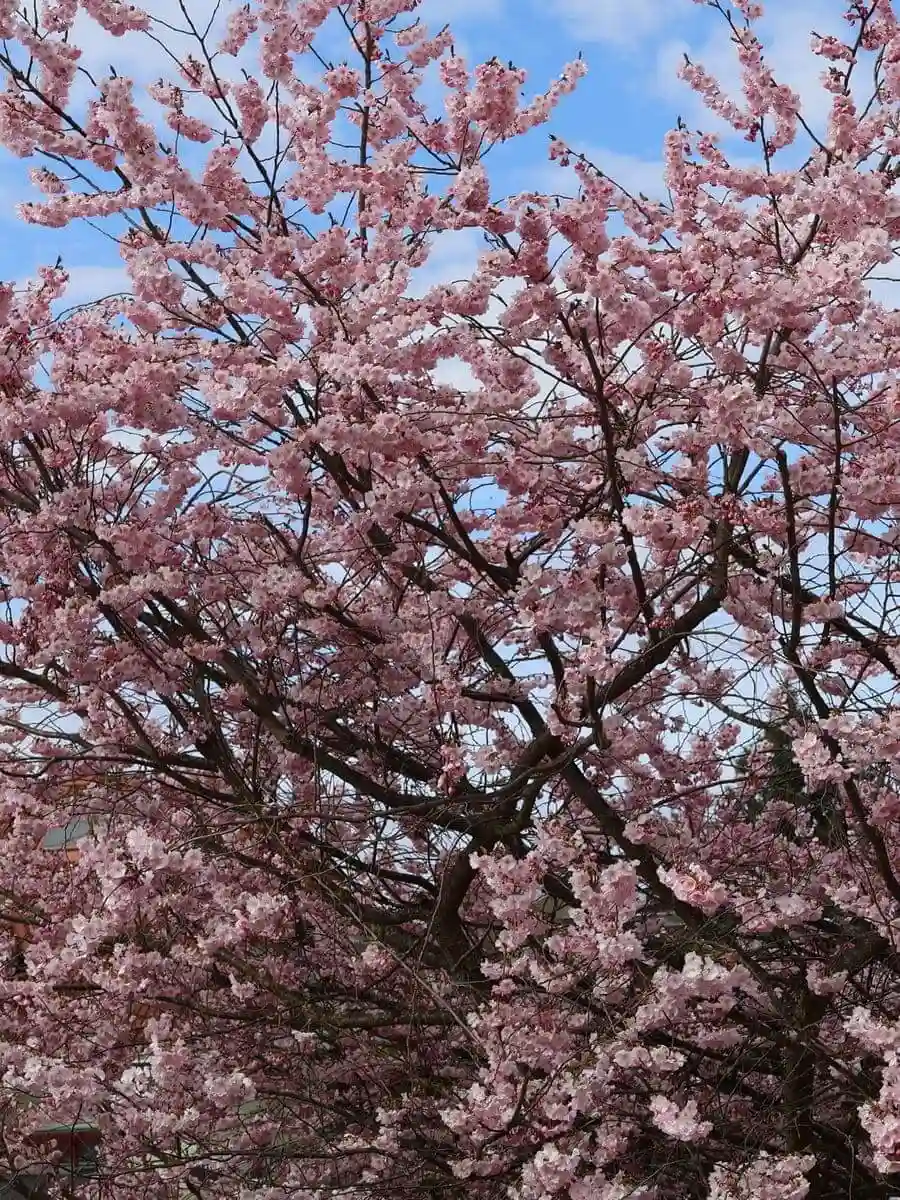 Blühende Zierkirsche im naturnahen Lebensraum Klagenfurt vor blauem Himmel